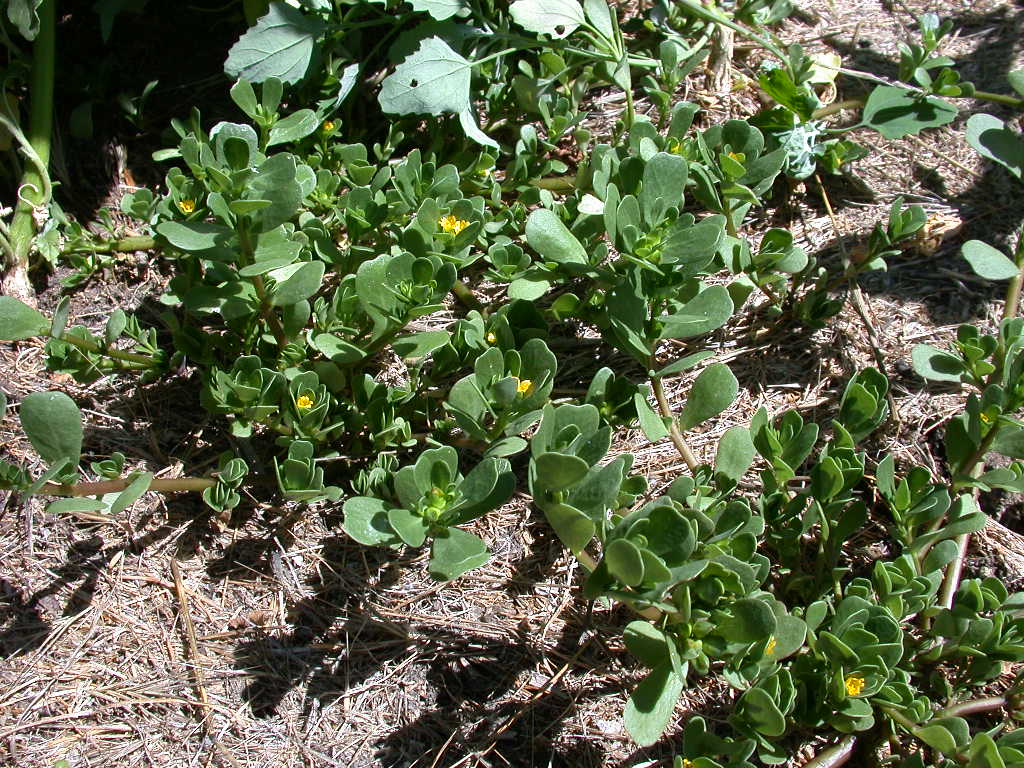 Portulaca oleracea / Porcellana comune